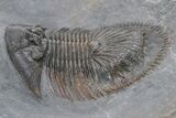 Thysanopeltis Trilobite - Boudib, Morocco #240496-3